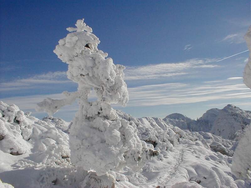 Snow-covered Tree — White, Cold