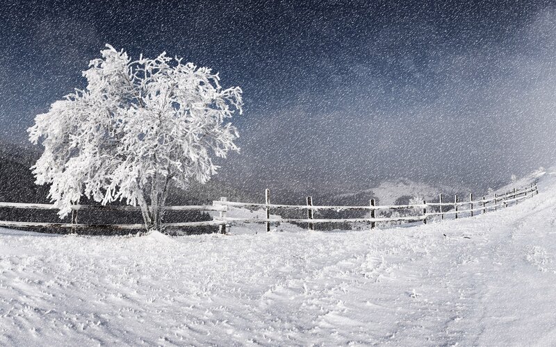 Snow-covered Tree — White, Cold, Winter, Photograph, Fence