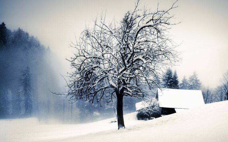 Snow-covered Tree — White, Cold, Winter, Photograph, House