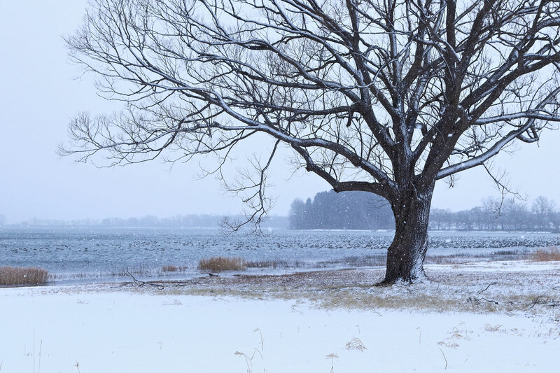 Snow-covered Tree — White, Cold, Winter, Photograph, Lake