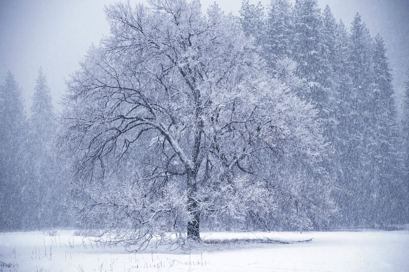 Snow-covered Tree — White, Cold, Winter, Photograph, Snow, Forest, Field