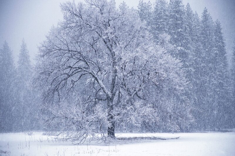 Snow-covered Tree — White, Cold, Winter, Photograph, Snow, Forest, Sky