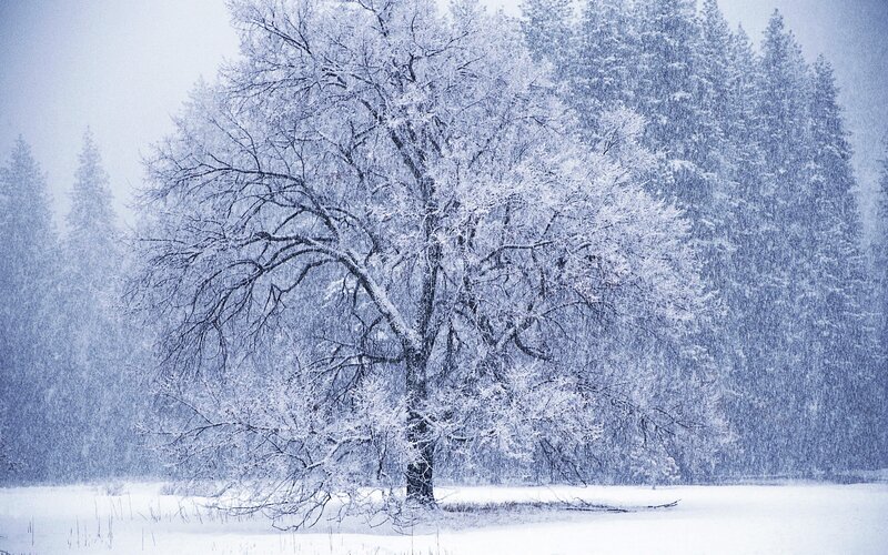 Snow-covered Tree — White, Cold, Winter, Photograph, Snow, Forest