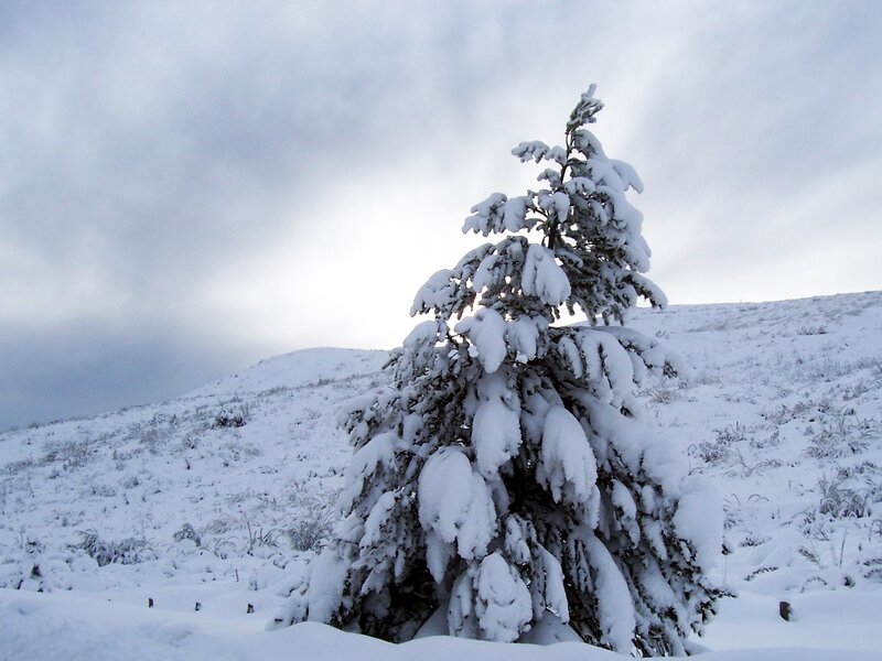 Snow-covered Tree — White, Cold, Winter, Photograph, Snow, Hill