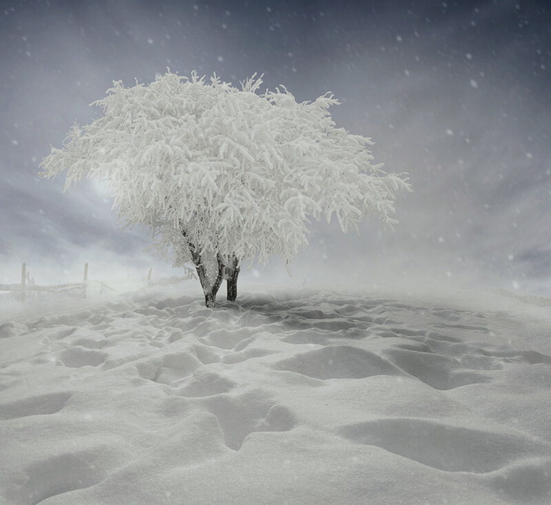 Snow-covered Tree — White, Cold, Winter, Photograph, Snow