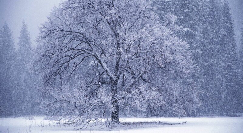 Snow-covered Tree — White, Cold, Winter, Photograph