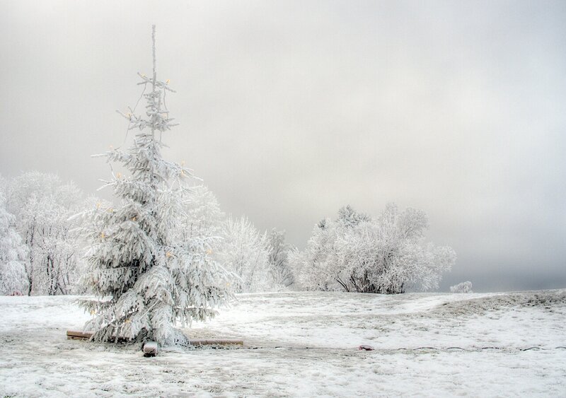 Snow-covered Tree — White, Cold, Winter, Photograph, Trees, Snow, Fog