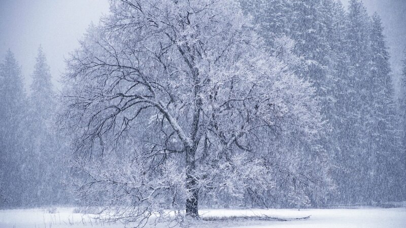 Snow-covered Tree — White, Cold, Winter, Photograph, Trees, Snow, Forest