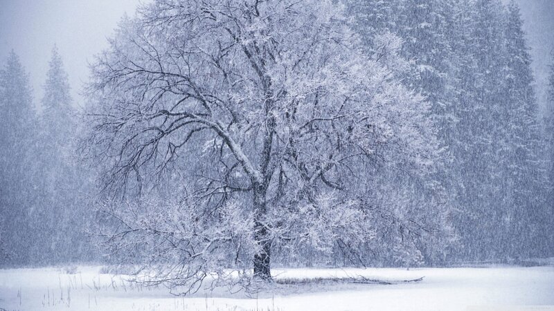 Snow-covered Tree — White, Cold, Winter, Photograph, Trees, Snow