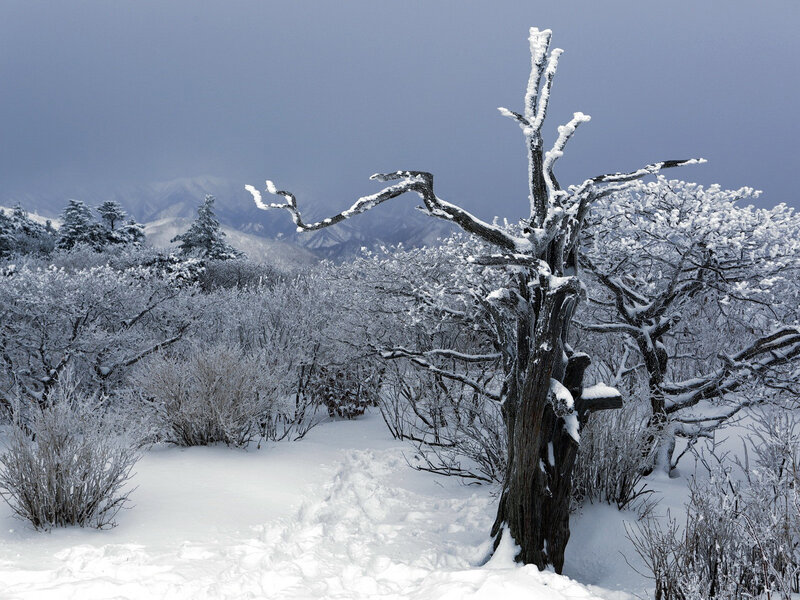 Snow-covered Tree — White, Cold, Winter, Photograph, Trees