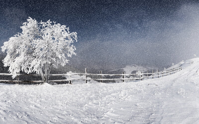 Snow-covered Tree — White, Cold, Winter