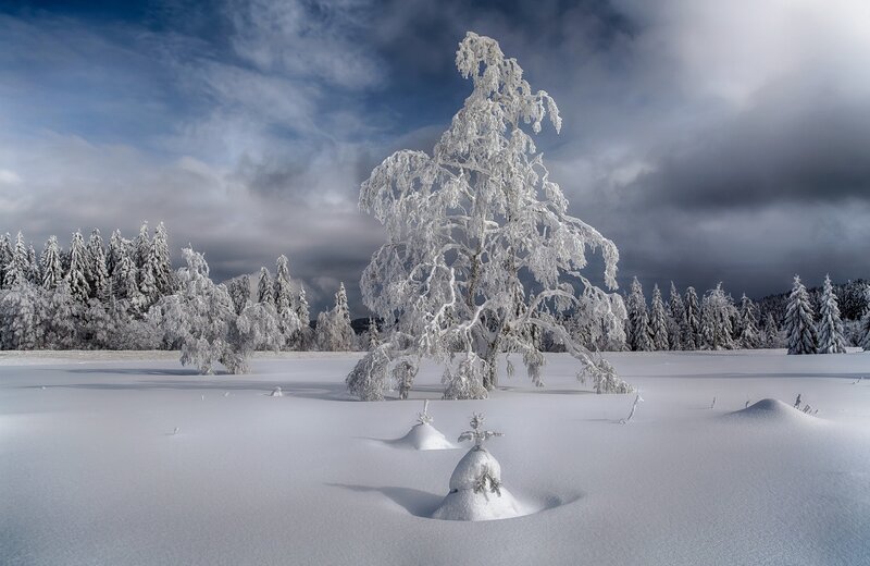 Snow-covered Tree — White, Dramatic
