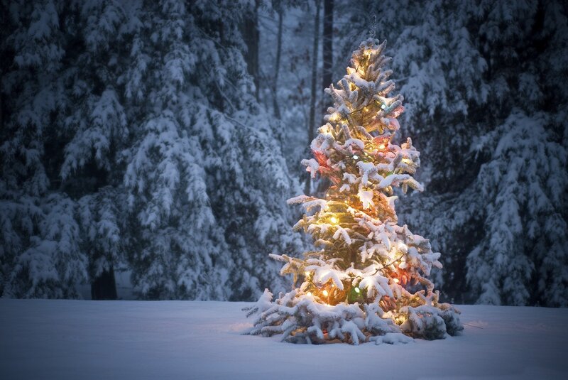 Snow-covered Tree — White, Serene, Night
