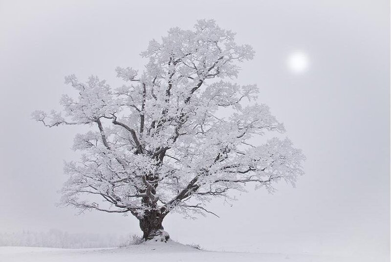 Snow-covered Tree — White, Serene