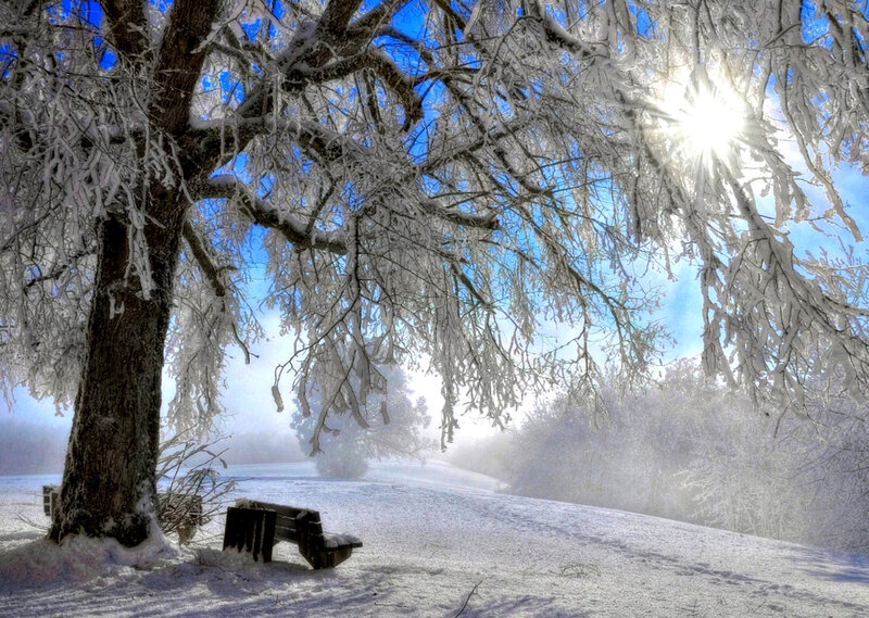 Snow-covered Tree — White, Serene, Winter, Photograph, Bench, Sun