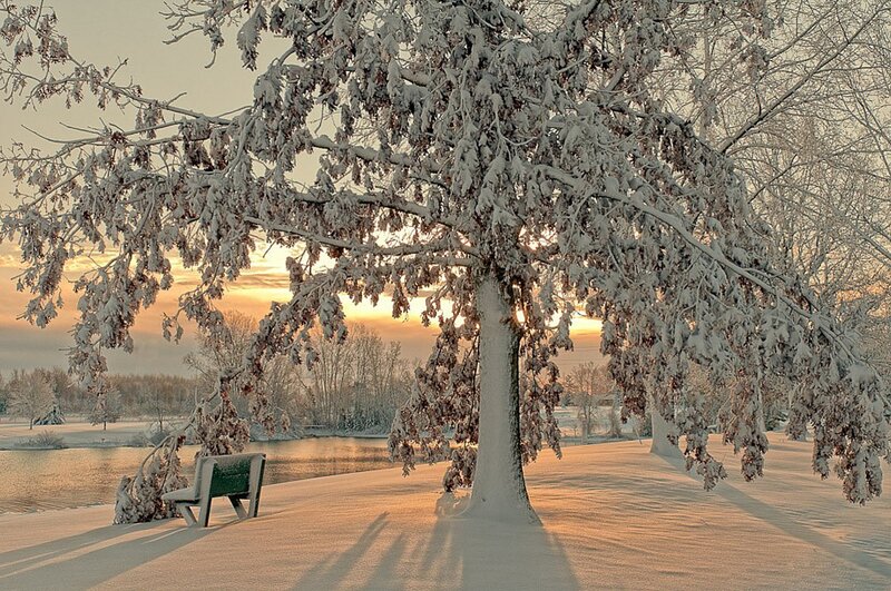 Snow-covered Tree — White, Serene, Winter, Photograph, Bench