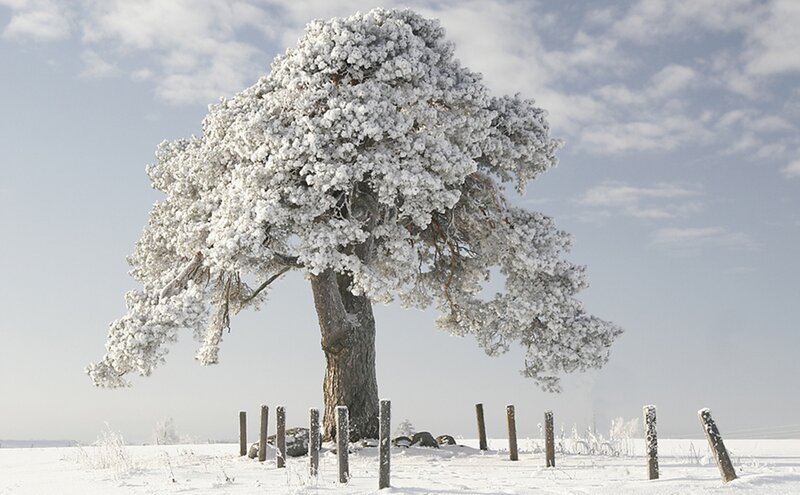 Snow-covered Tree — White, Serene, Winter, Photograph, Fence Posts