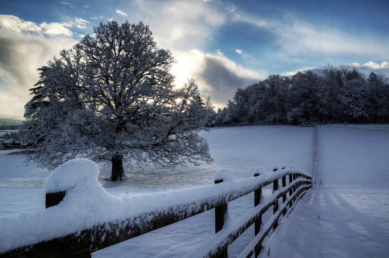 Snow-covered Tree — White, Serene, Winter, Photograph, Fence