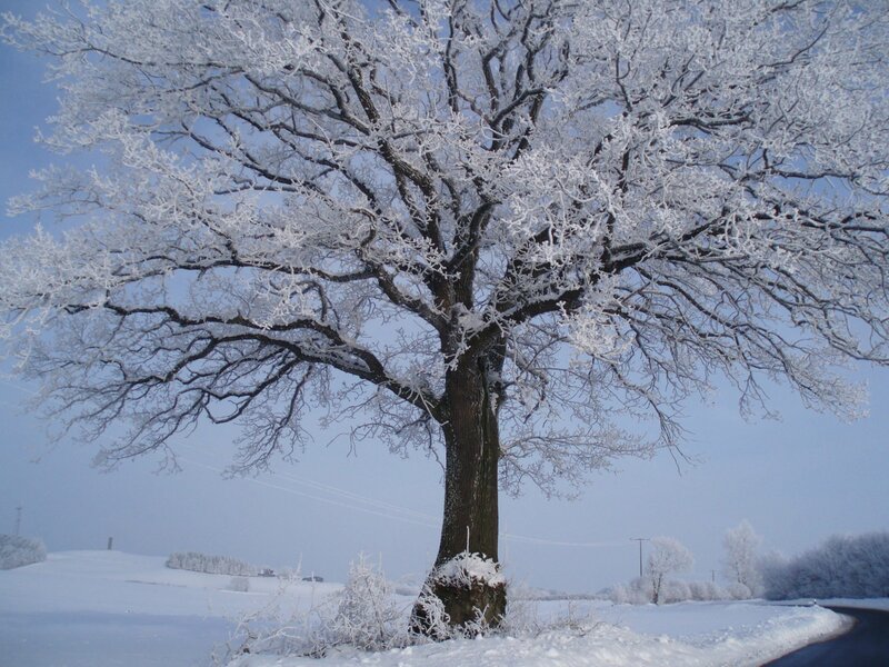 Snow-covered Tree — White, Serene, Winter, Photograph, Field, Road