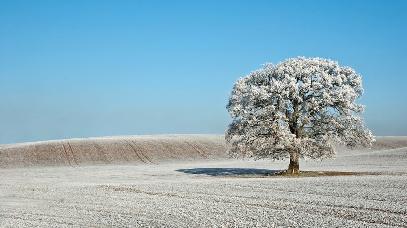 Snow-covered Tree — White, Serene, Winter, Photograph, Field