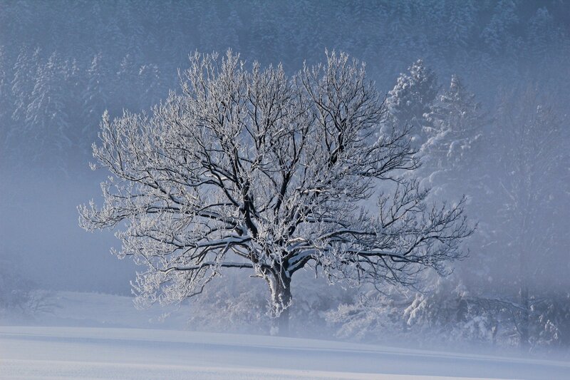 Snow-covered Tree — White, Serene, Winter, Photograph, Fog, Forest