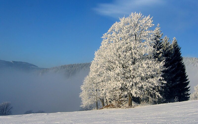 Snow-covered Tree — White, Serene, Winter, Photograph, Fog, Mountains, Evergreen