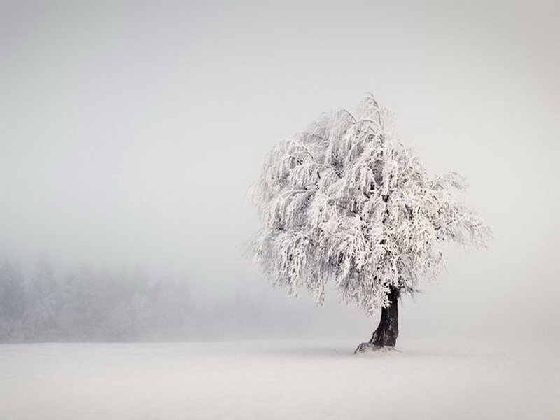 Snow-covered Tree — White, Serene, Winter, Photograph, Fog