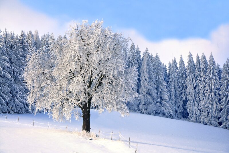 Snow-covered Tree — White, Serene, Winter, Photograph, Forest