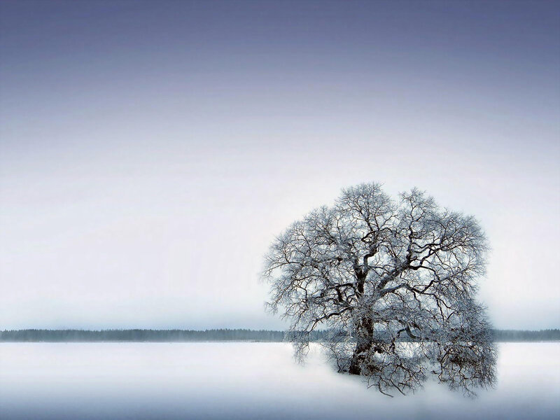 Snow-covered Tree — White, Serene, Winter, Photograph, Frost, Snow