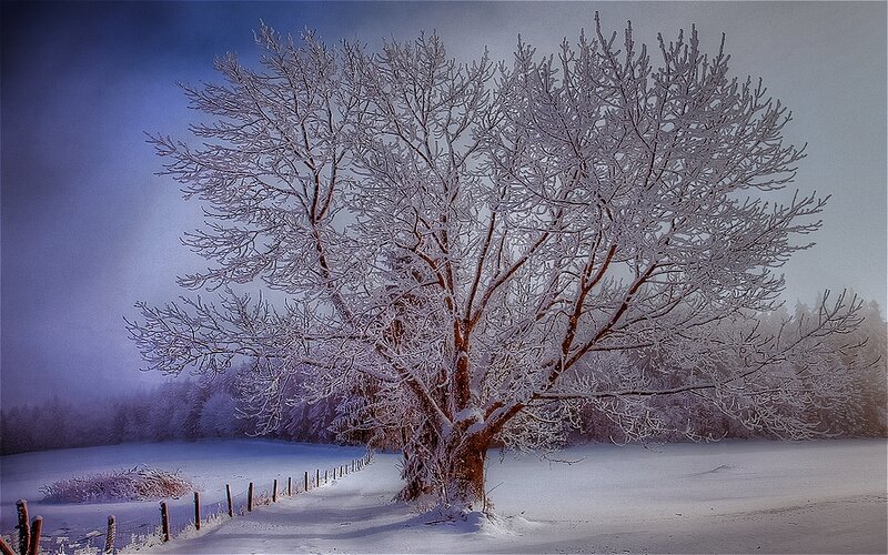 Snow-covered Tree — White, Serene, Winter, Photograph, Frost