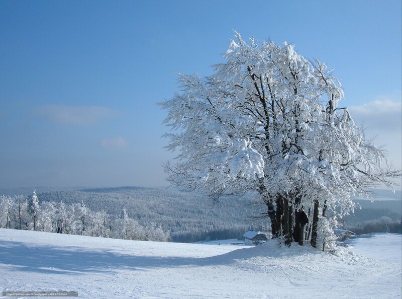 Snow-covered Tree — White, Serene, Winter, Photograph, House