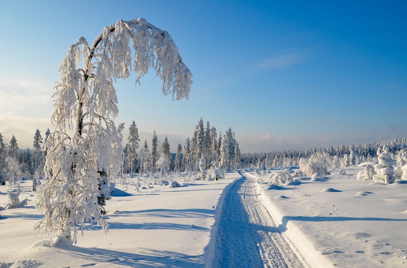 Snow-covered Tree — White, Serene, Winter, Photograph, Path