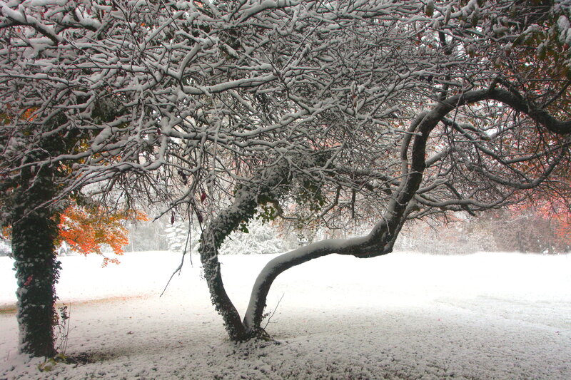 Snow-covered Tree — White, Serene, Winter, Photograph, Snow, Autumn Leaves