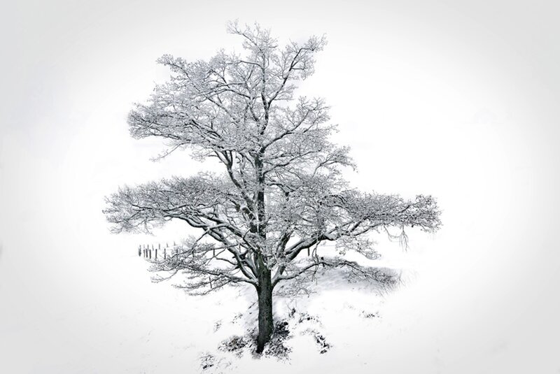 Snow-covered Tree — White, Serene, Winter, Photograph, Snow, Branches