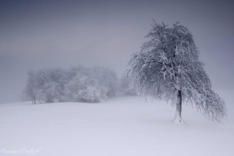 Snow-covered Tree — White, Serene, Winter, Photograph, Snow, Fog