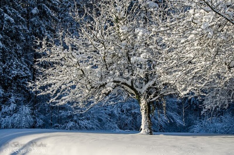 Snow-covered Tree — White, Serene, Winter, Photograph, Snow, Forest, Branches