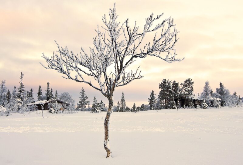 Snow-covered Tree — White, Serene, Winter, Photograph, Snow, Forest, Cabin