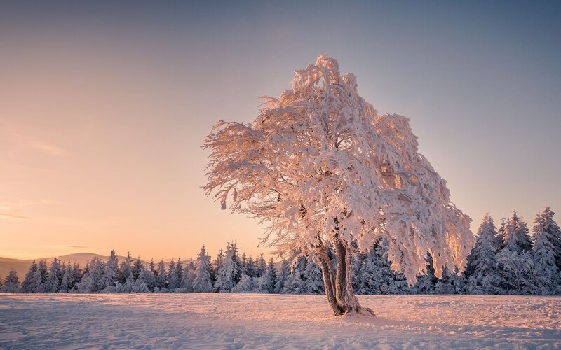 Snow-covered Tree — White, Serene, Winter, Photograph, Snow, Forest, Sky