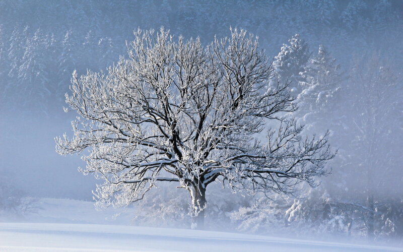 Snow-covered Tree — White, Serene, Winter, Photograph, Snow, Forest