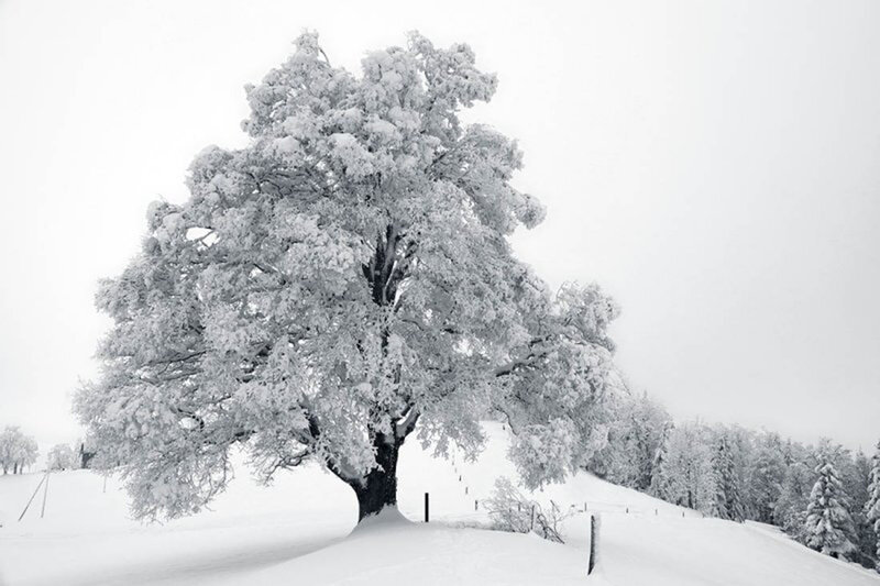 Snow-covered Tree — White, Serene, Winter, Photograph, Snow, Hill