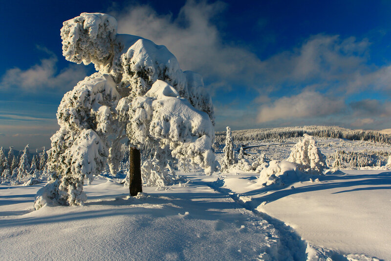 Snow-covered Tree — White, Serene, Winter, Photograph, Snow, Sky, Forest