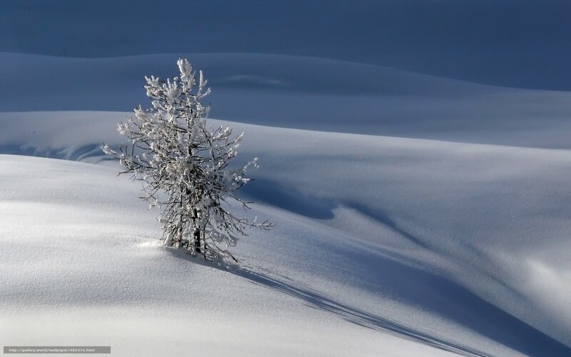 Snow-covered Tree — White, Serene, Winter, Photograph, Snow, Sky, Shadow