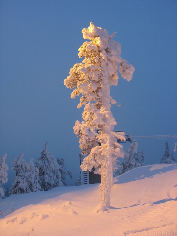Snow-covered Tree — White, Serene, Winter, Photograph, Snow, Sky, Ski Lift