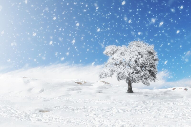 Snow-covered Tree — White, Serene, Winter, Photograph, Snow, Sky