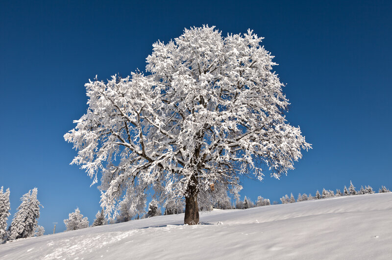 Snow-covered Tree — White, Serene, Winter, Photograph, Snow, Sky, Trees