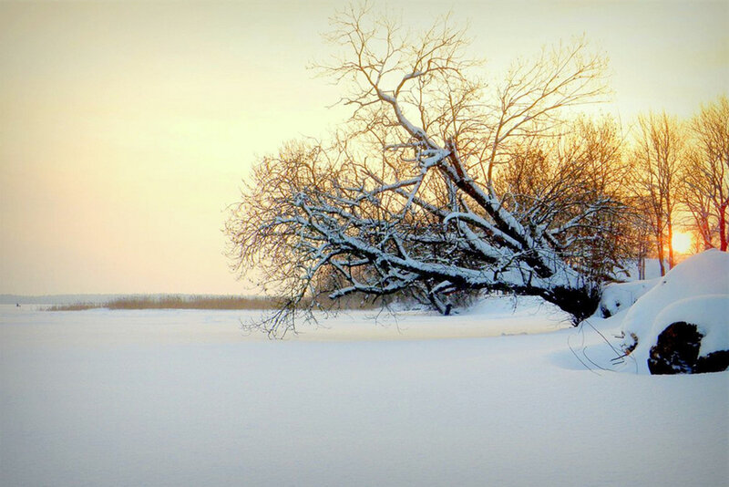 Snow-covered Tree — White, Serene, Winter, Photograph, Snow, Sunset