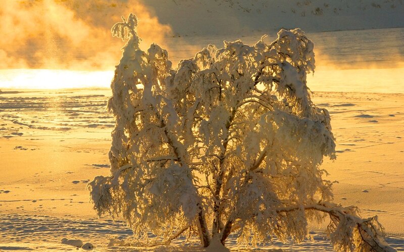 Snow-covered Tree — White, Serene, Winter, Photograph, Snow