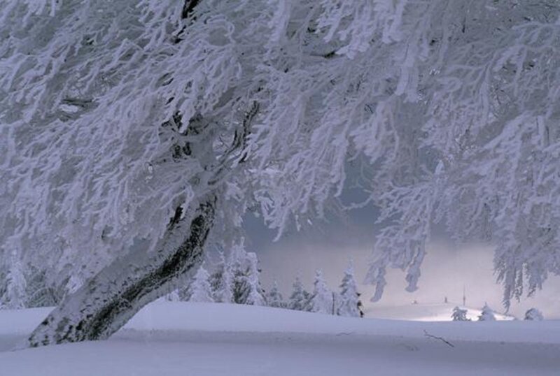 Snow-covered Tree — White, Serene, Winter, Photograph, Snow, Trees