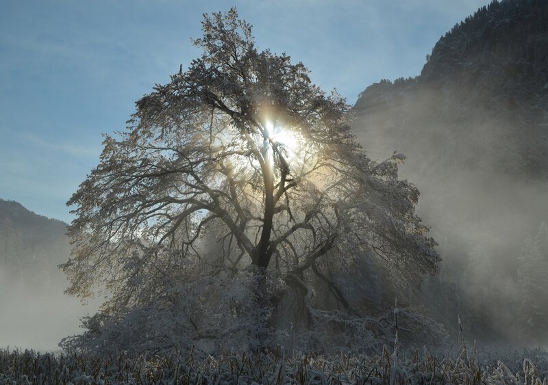 Snow-covered Tree — White, Serene, Winter, Photograph, Sun