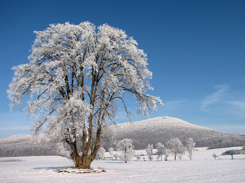 Snow-covered Tree — White, Serene, Winter, Photograph